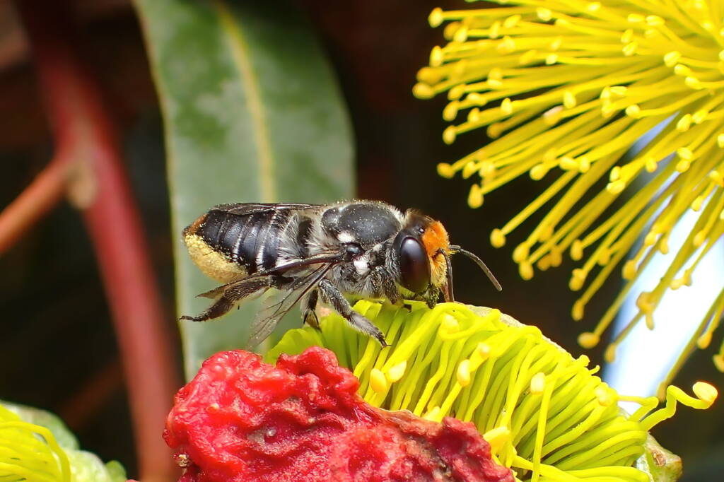 Megachile chrysopyga, Midwest WA © Gary Taylor