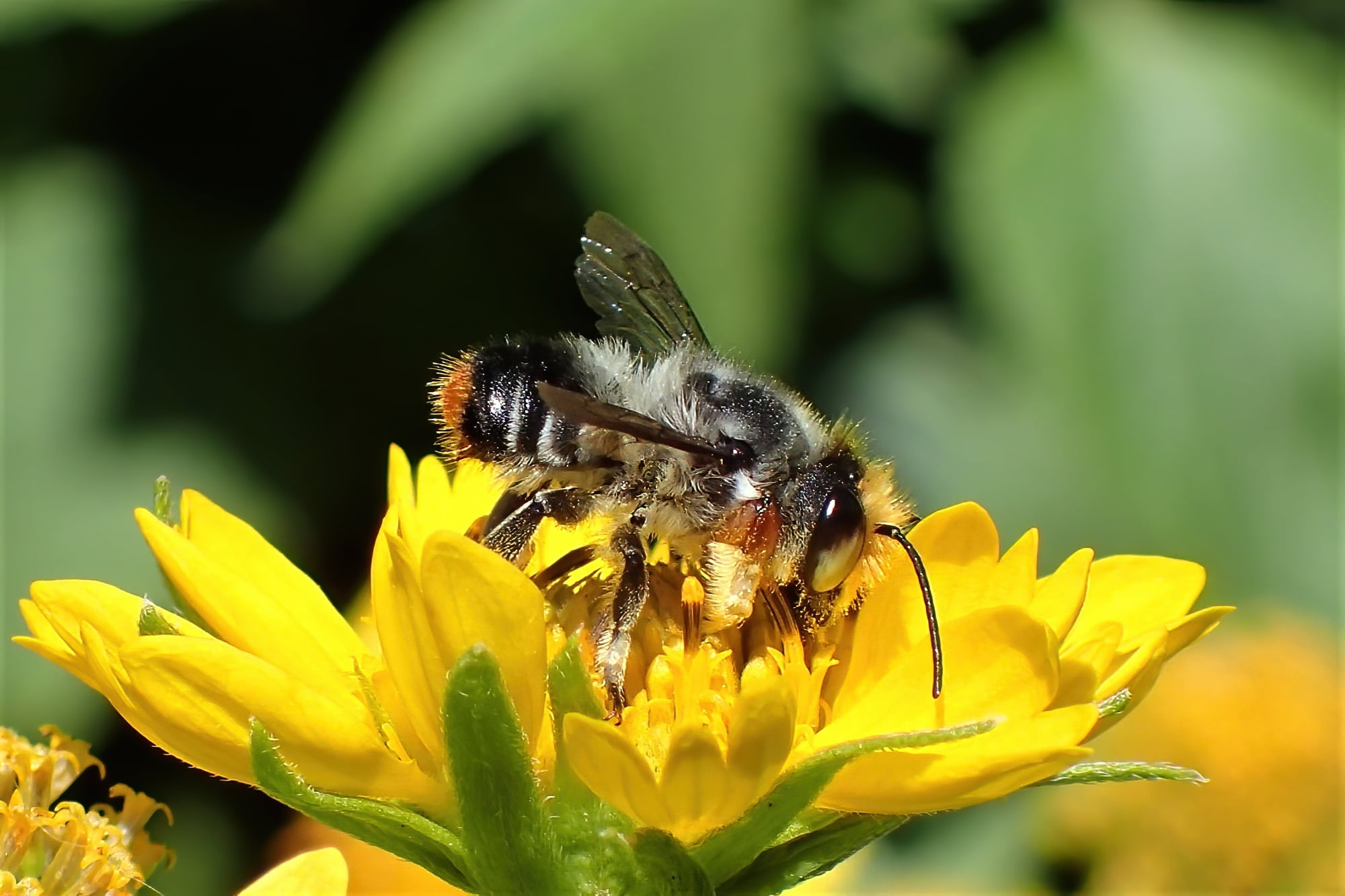 Megachile chrysopyga, Midwest WA © Gary Taylor