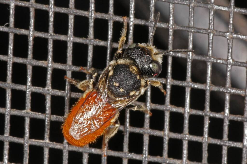 Megachile (Rhodomegachile) deanii, Goodna QLD © Marc Newman