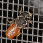 Megachile (Rhodomegachile) deanii, Goodna QLD © Marc Newman