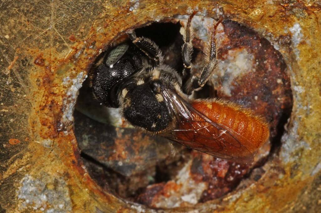 Megachile (Rhodomegachile) deanii, Goodna QLD © Marc Newman