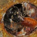 Megachile (Rhodomegachile) deanii, Goodna QLD © Marc Newman