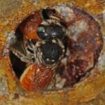 Megachile (Rhodomegachile) deanii, Goodna QLD © Marc Newman