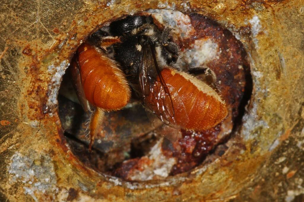 Megachile (Rhodomegachile) deanii, Goodna QLD © Marc Newman