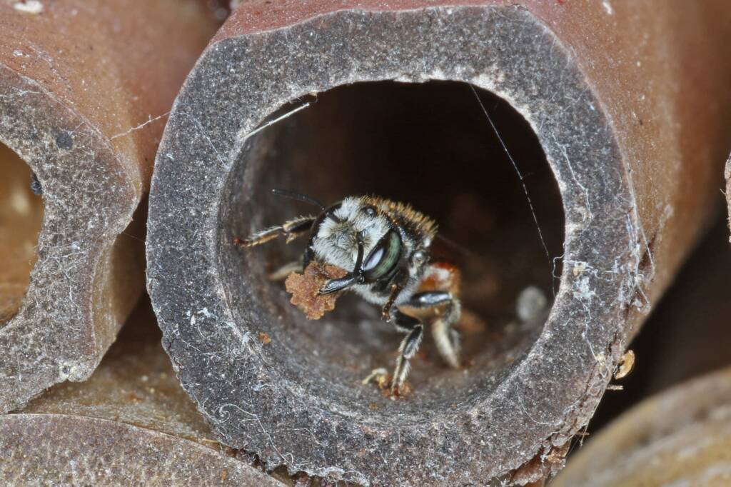 Megachile (Rhodomegachile) deanii, Ballandean QLD © Marc Newman