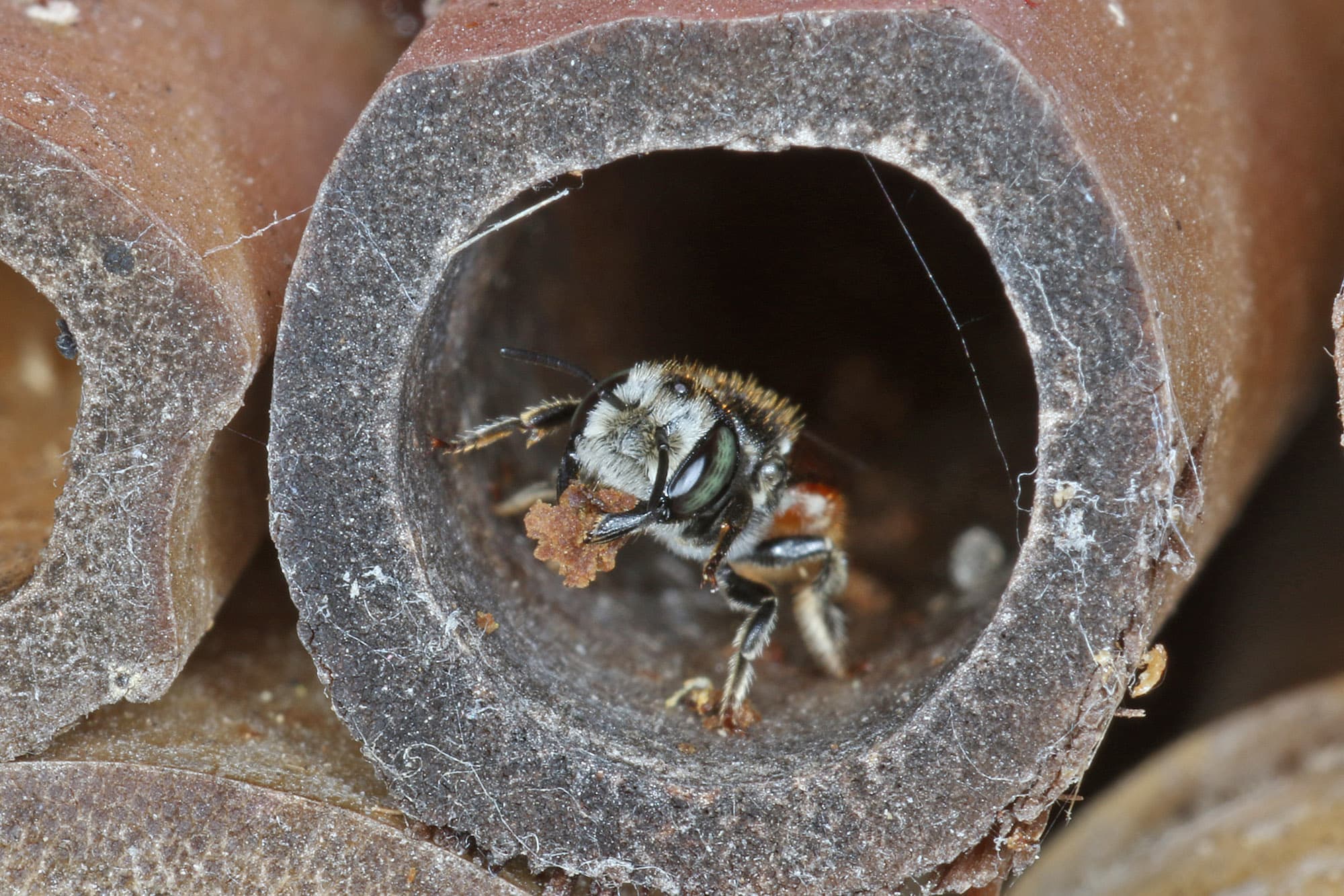 Megachile (Rhodomegachile) deanii, Ballandean QLD © Marc Newman