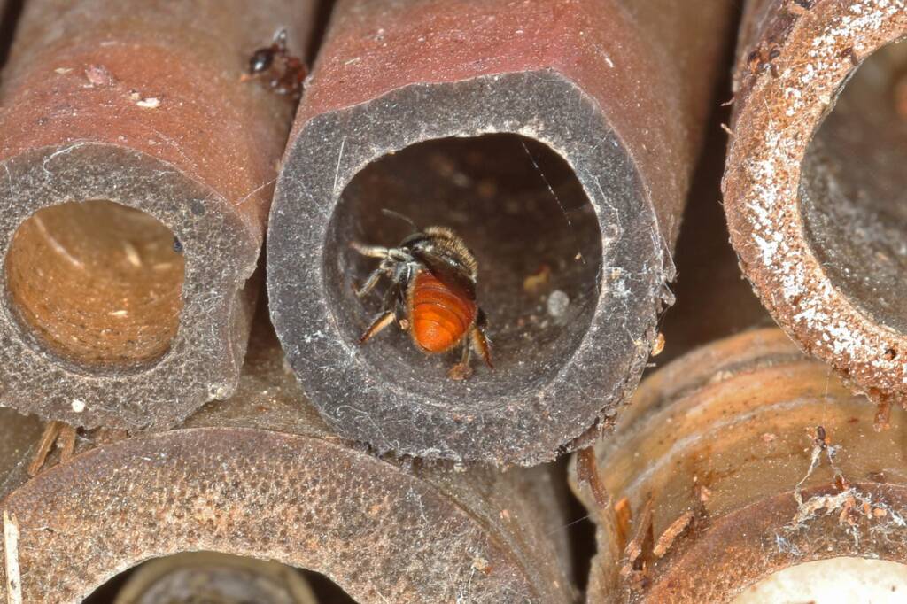Megachile (Rhodomegachile) deanii, Ballandean QLD © Marc Newman