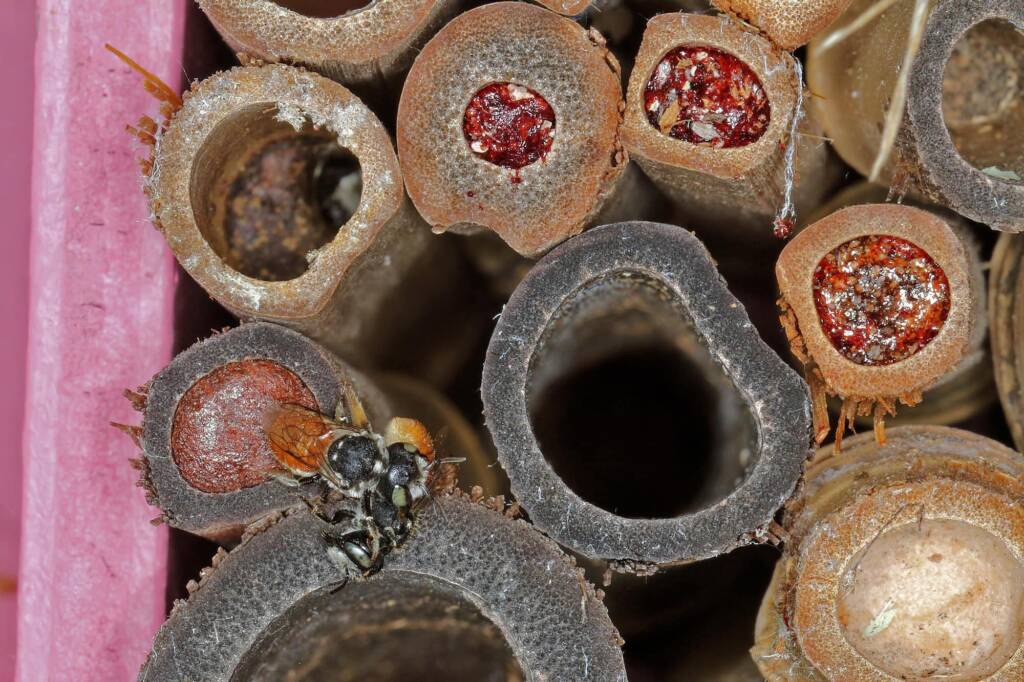 Megachile (Rhodomegachile) deanii, Ballandean QLD © Marc Newman