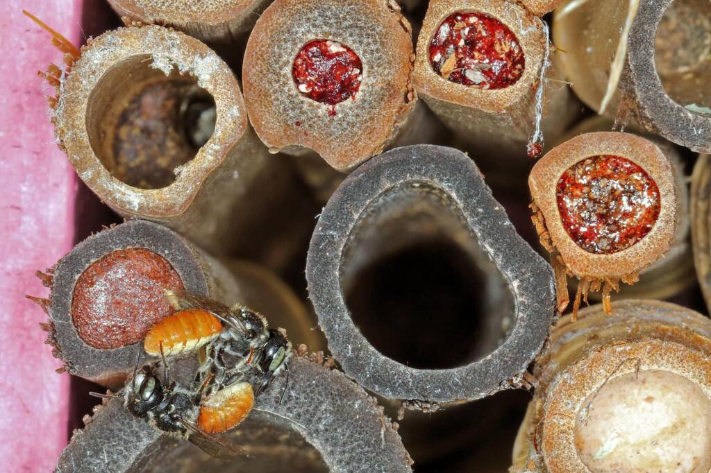 Megachile (Rhodomegachile) deanii, Ballandean QLD © Marc Newman