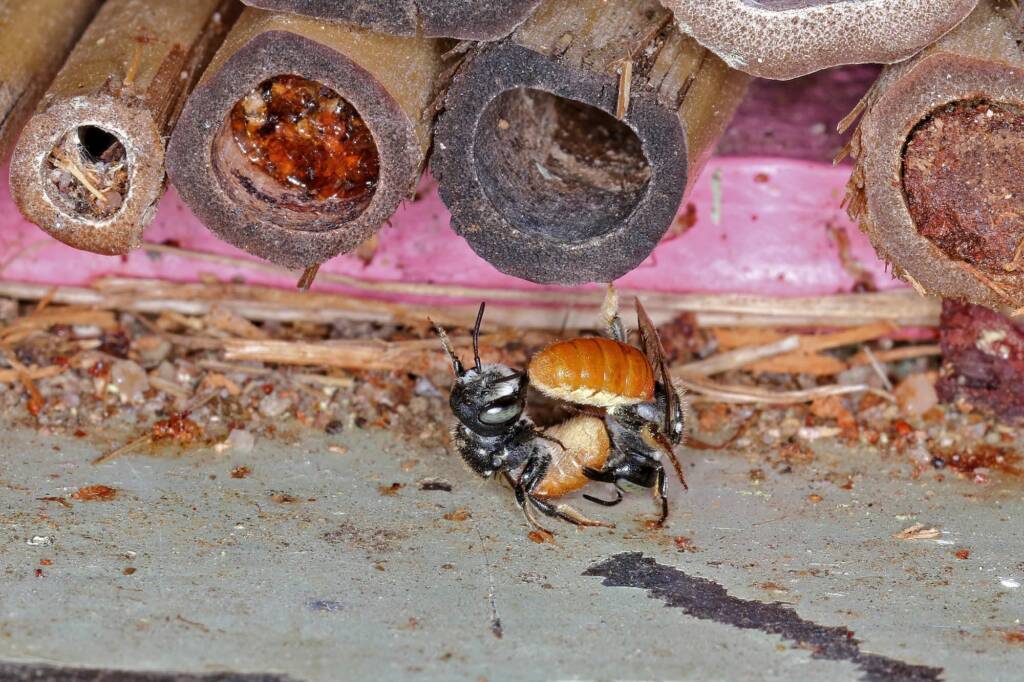 Megachile (Rhodomegachile) deanii, Ballandean QLD © Marc Newman