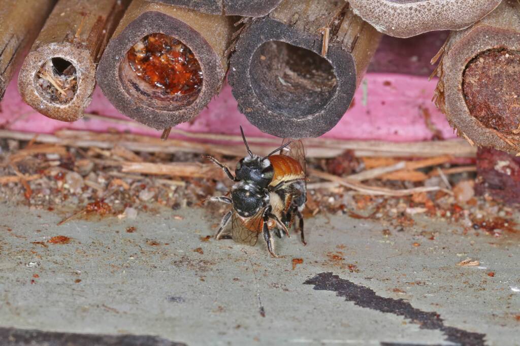 Megachile (Rhodomegachile) deanii, Ballandean QLD © Marc Newman