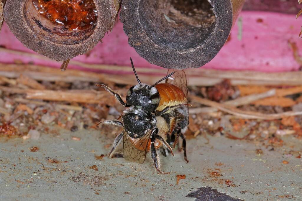 Megachile (Rhodomegachile) deanii, Ballandean QLD © Marc Newman
