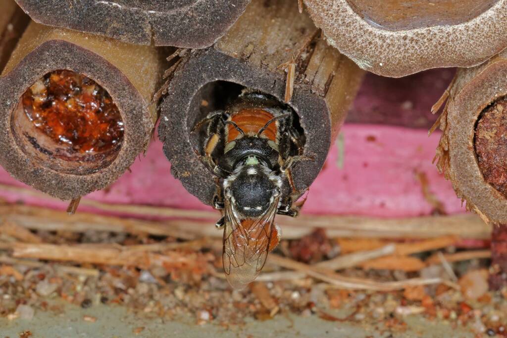 Megachile (Rhodomegachile) deanii, Ballandean QLD © Marc Newman