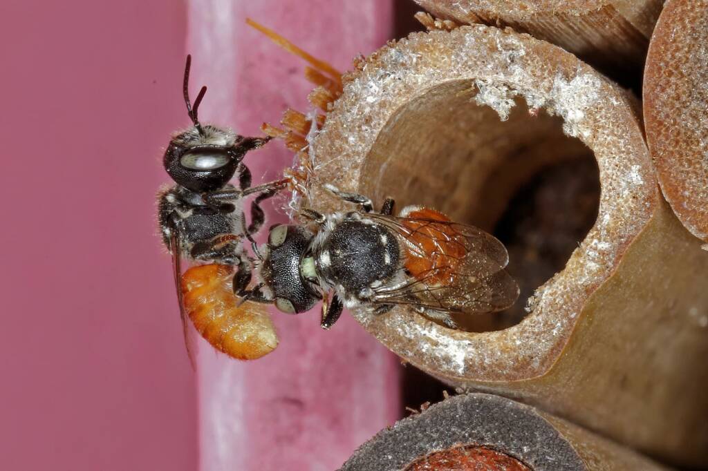 Megachile (Rhodomegachile) deanii, Ballandean QLD © Marc Newman