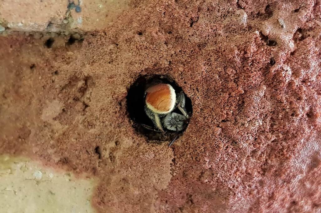 Megachile (Rhodomegachile) deanii, Alice Springs NT