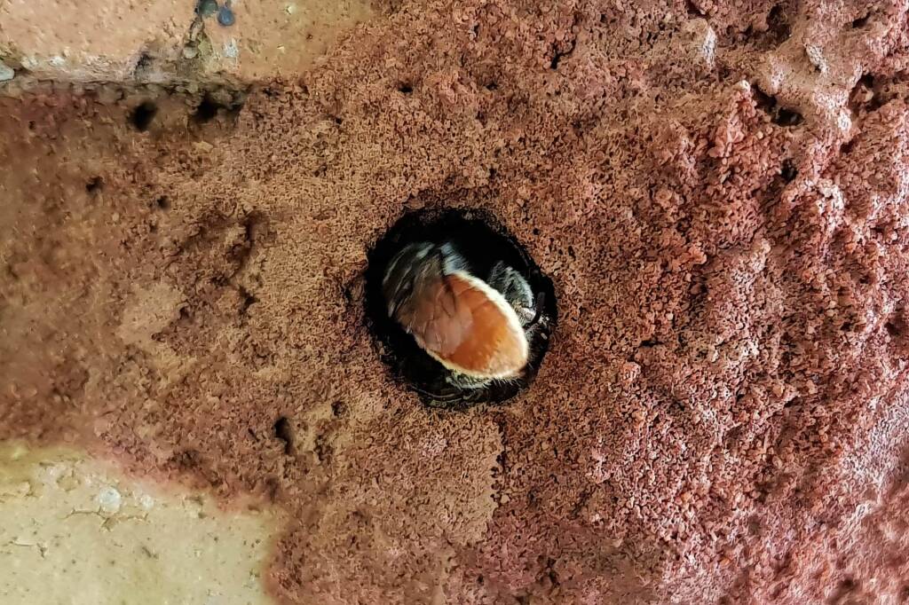 Megachile (Rhodomegachile) deanii, Alice Springs NT
