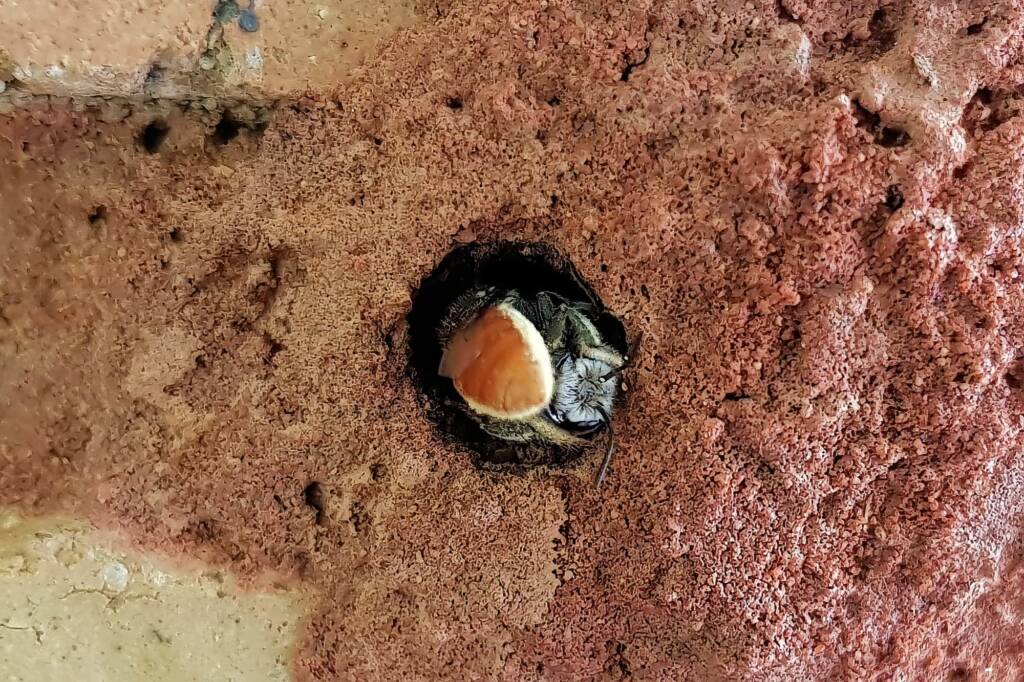 Megachile (Rhodomegachile) deanii, Alice Springs NT