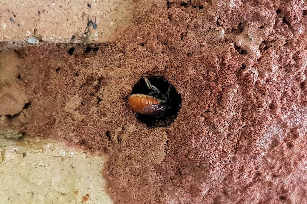 Megachile (Rhodomegachile) deanii, Alice Springs NT