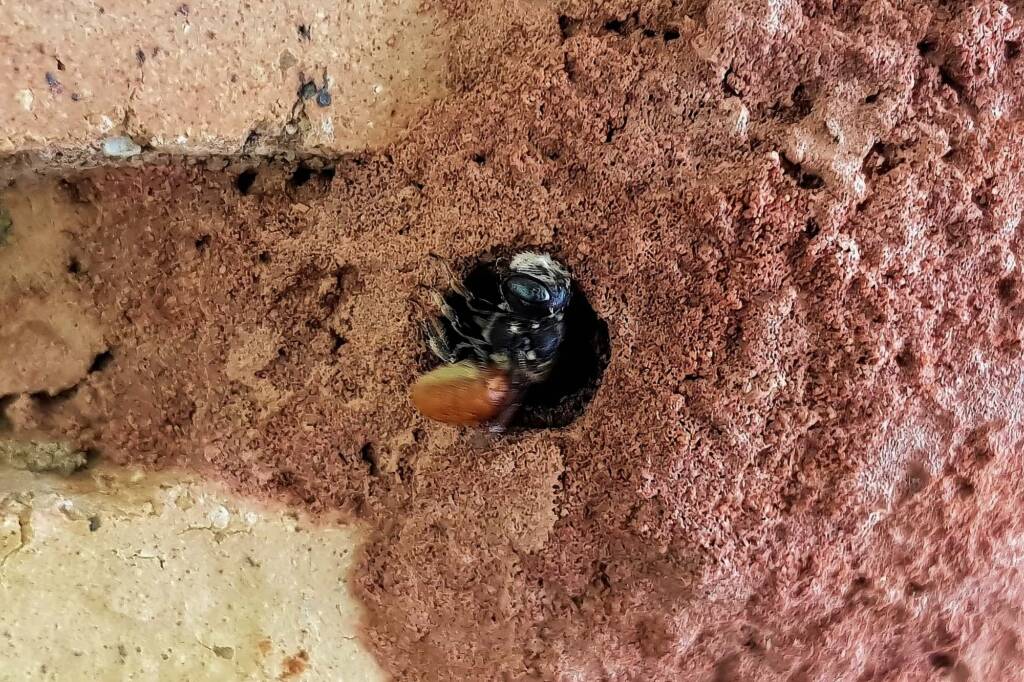 Megachile (Rhodomegachile) deanii, Alice Springs NT