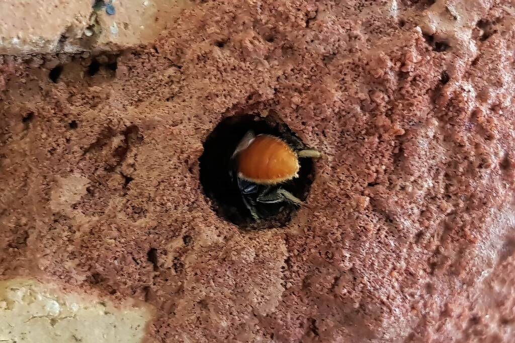 Megachile (Rhodomegachile) deanii, Alice Springs NT