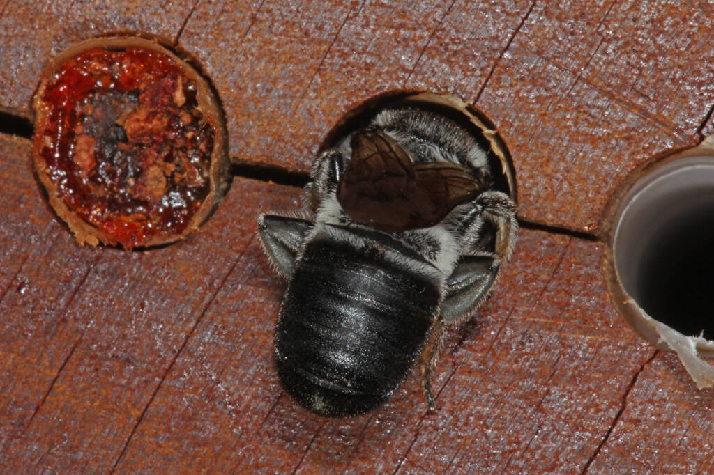 Megachile punctata (Black Resin Bee), Ballandean QLD © Marc Newman