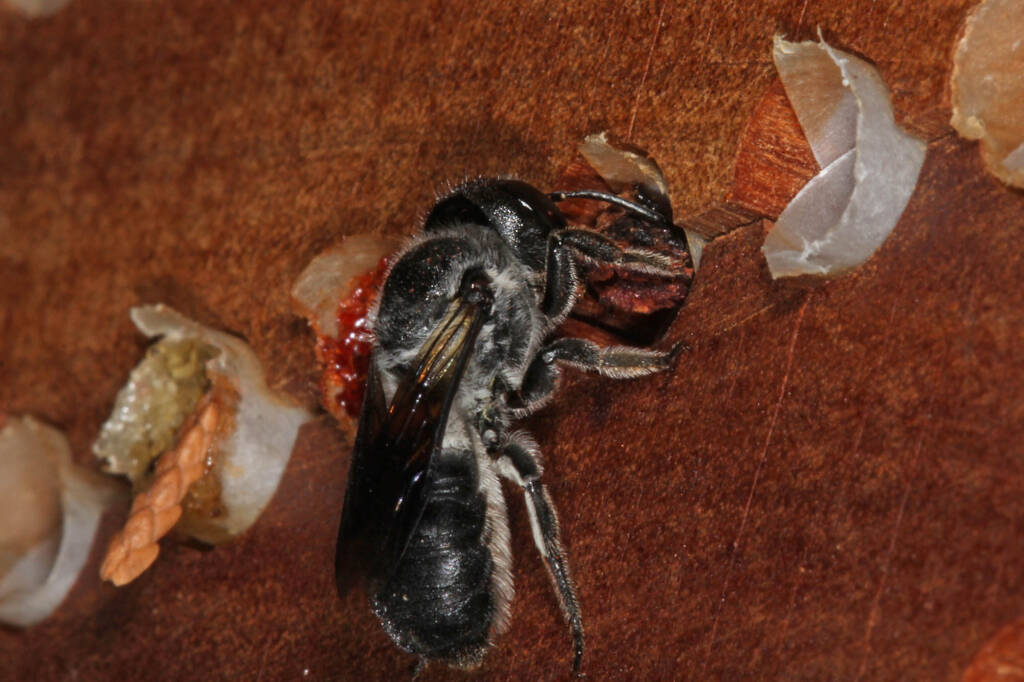 Megachile punctata (Black Resin Bee), Ballandean QLD © Marc Newman
