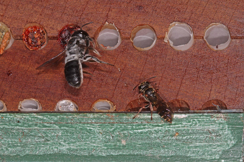 Megachile punctata (Black Resin Bee), Ballandean QLD © Marc Newman
