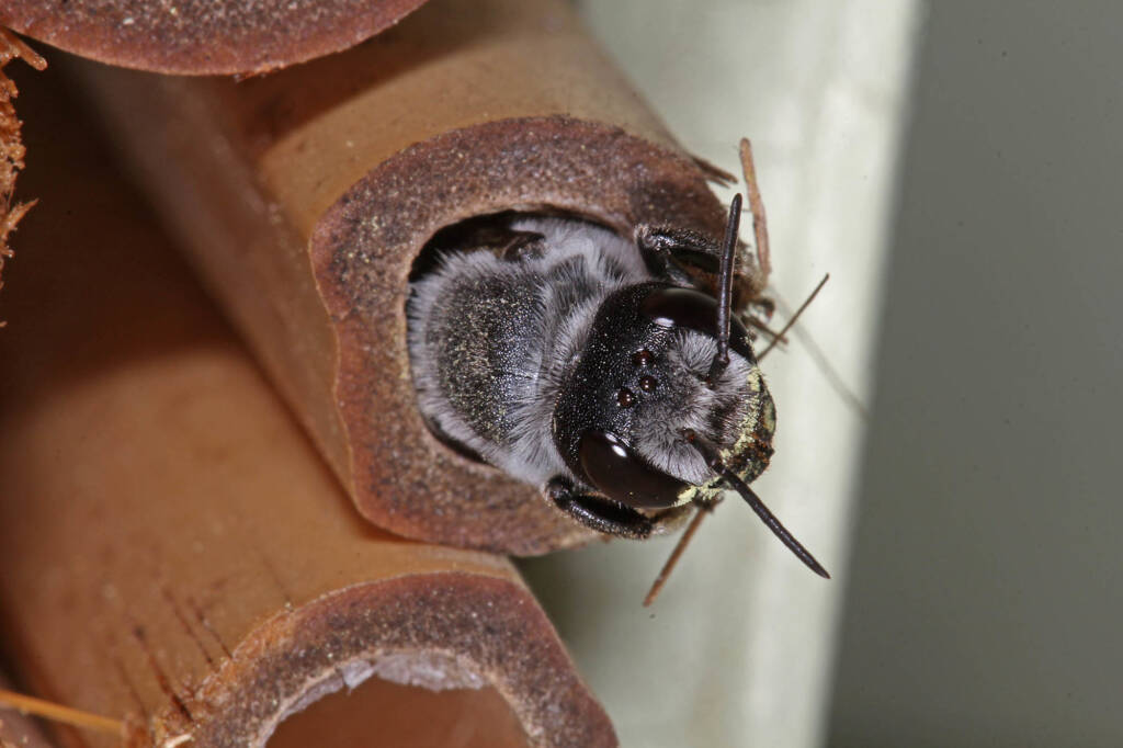 Megachile punctata (Black Resin Bee) nesting in my bamboo bee hotel, Ballandean QLD © Marc Newman