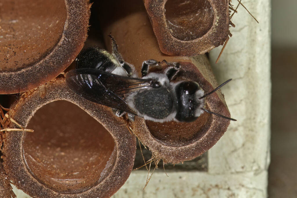 Megachile punctata (Black Resin Bee) nesting in my bamboo bee hotel, Ballandean QLD © Marc Newman