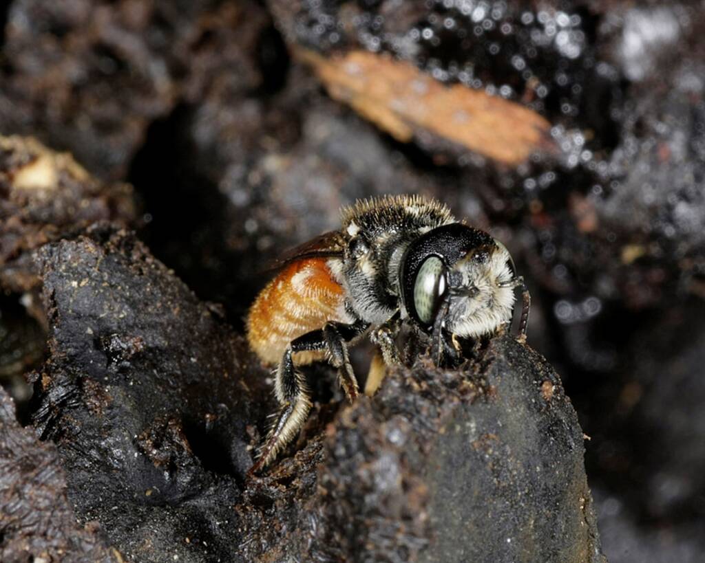 Megachile (Rhodomegachile) deanii, Southern Downs QLD © Marc Newman