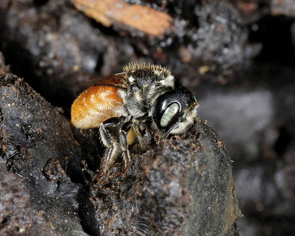 Megachile (Rhodomegachile) deanii, Southern Downs QLD © Marc Newman