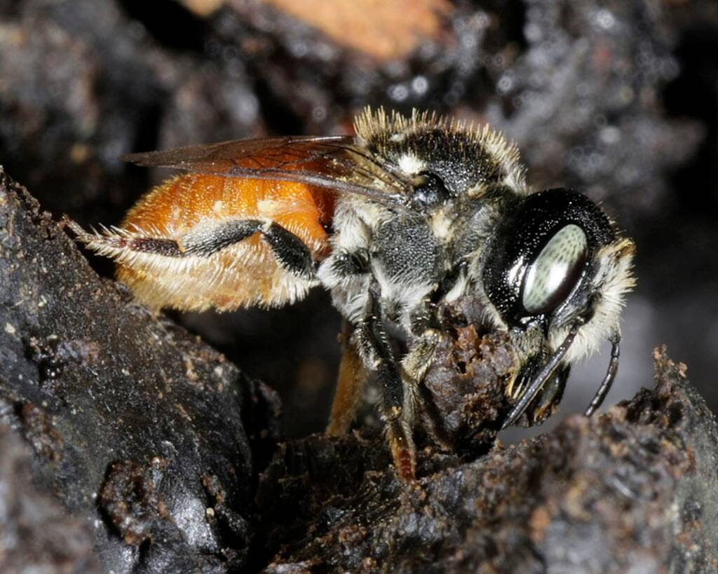 Megachile (Rhodomegachile) deanii, Southern Downs QLD © Marc Newman