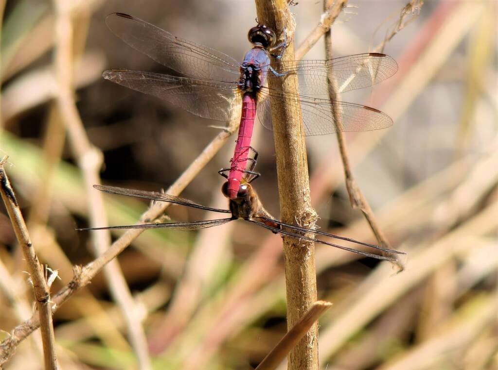 Rosy Skimmers (Orthertum migratum), Mareeba FNQ © Sheena Shepherd