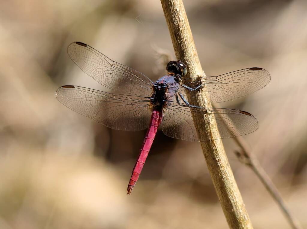 Rosy Skimmers (Orthertum migratum), Mareeba FNQ © Sheena Shepherd