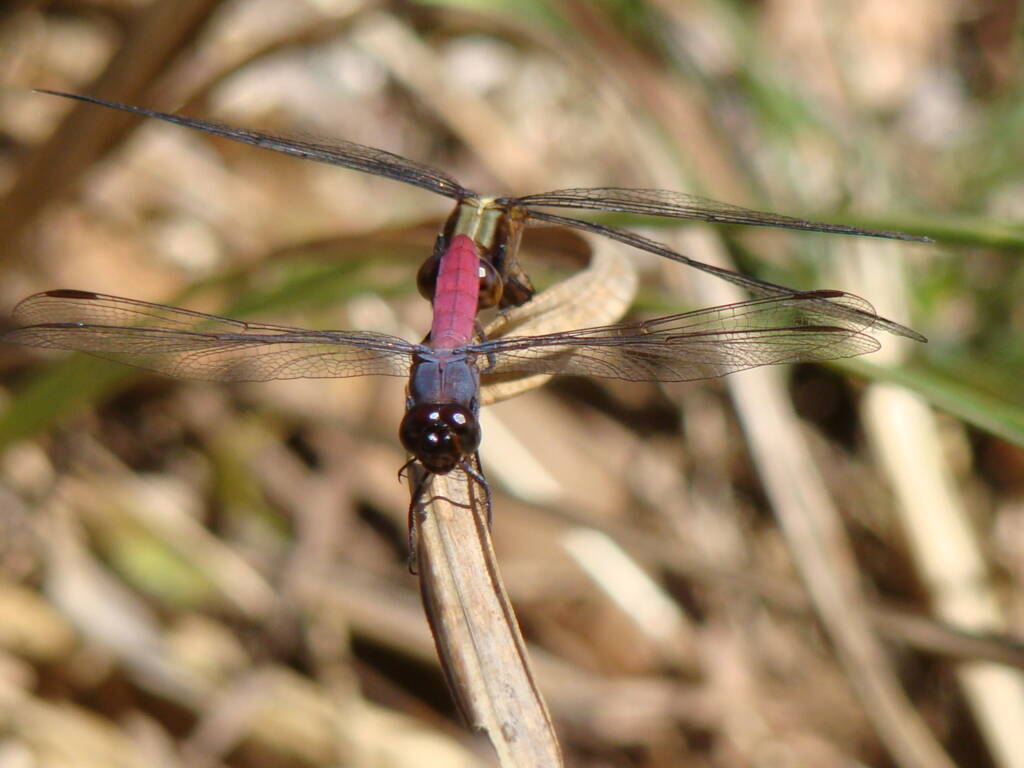 Rosy Skimmers (Orthertum migratum), Mareeba, FNQ QLD @ Sheena Shepherd