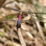 Rosy Skimmers (Orthertum migratum), Mareeba, FNQ QLD @ Sheena Shepherd
