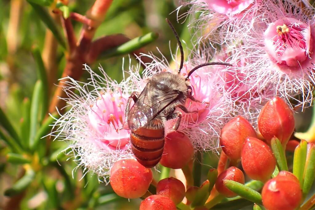 Paracolletes (Anthoglossa) nigrocinctus, Geraldton, Midwest WA © Gary Taylor