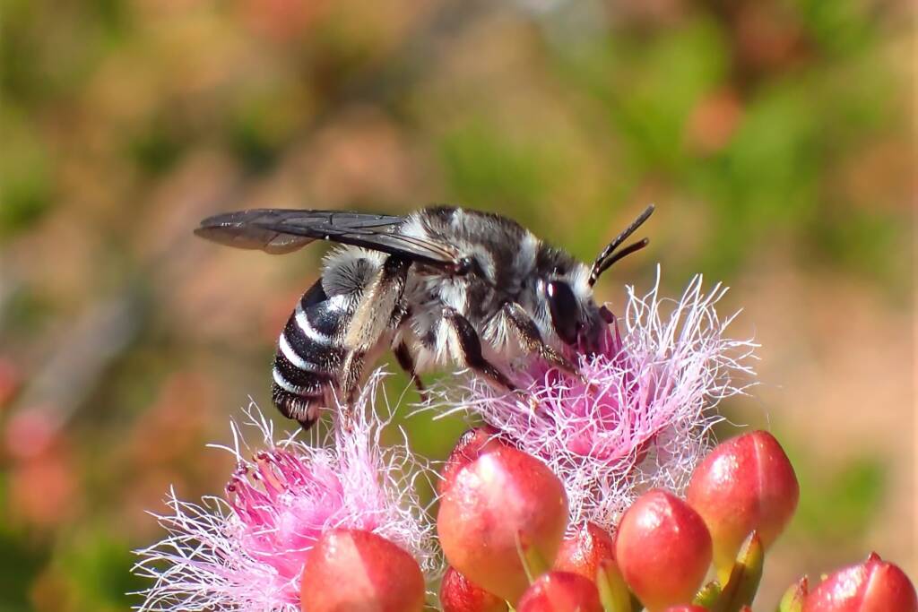 Paracolletes (Anthoglossa) nigrocinctus, Geraldton, Midwest WA © Gary Taylor