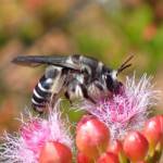 Paracolletes (Anthoglossa) nigrocinctus, Geraldton, Midwest WA © Gary Taylor