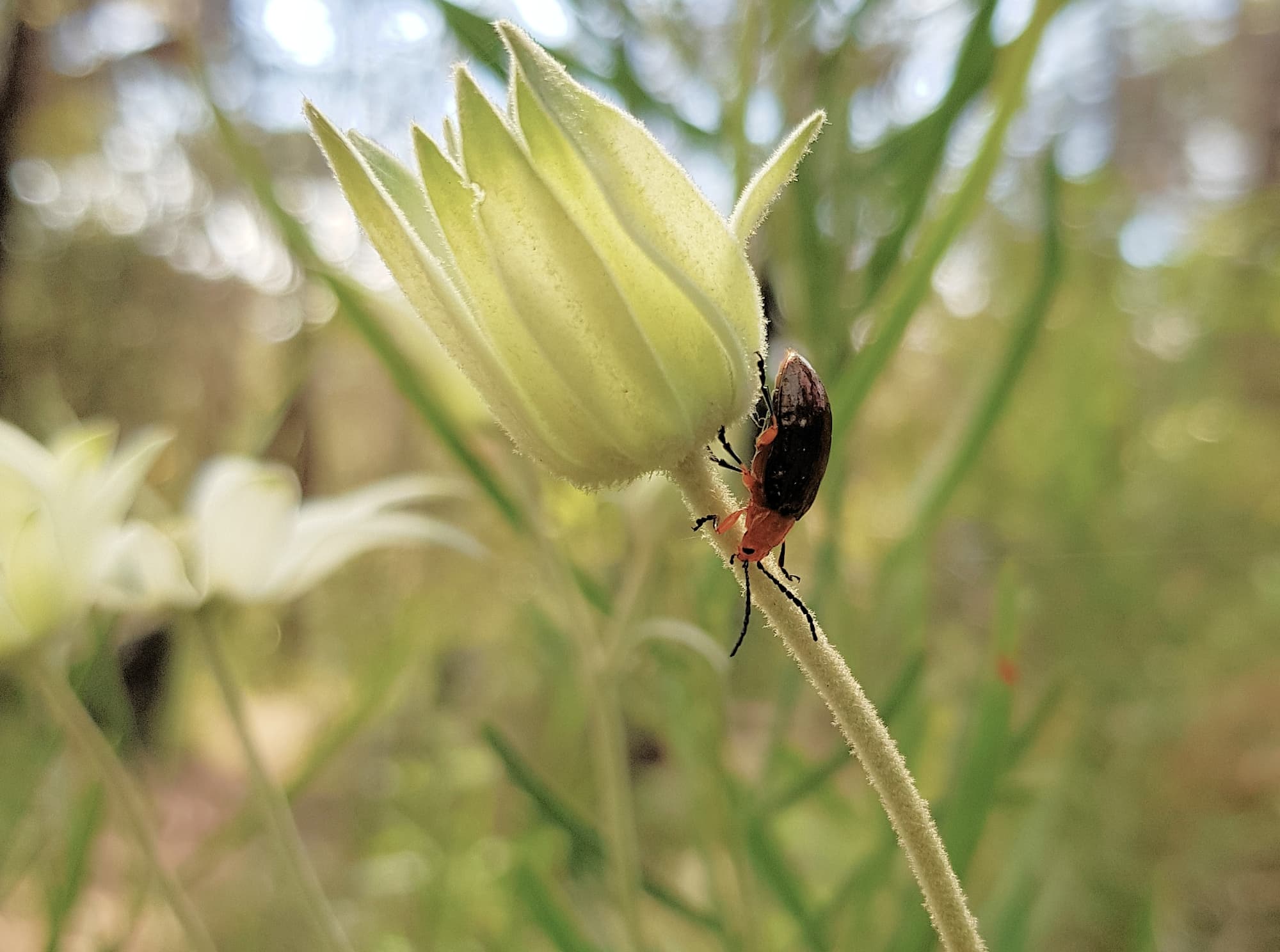 Pittosporum Leaf Beetle (Lamprolina impressicollis), Stony Range Regional Botanic Garden, Dee Why NSW