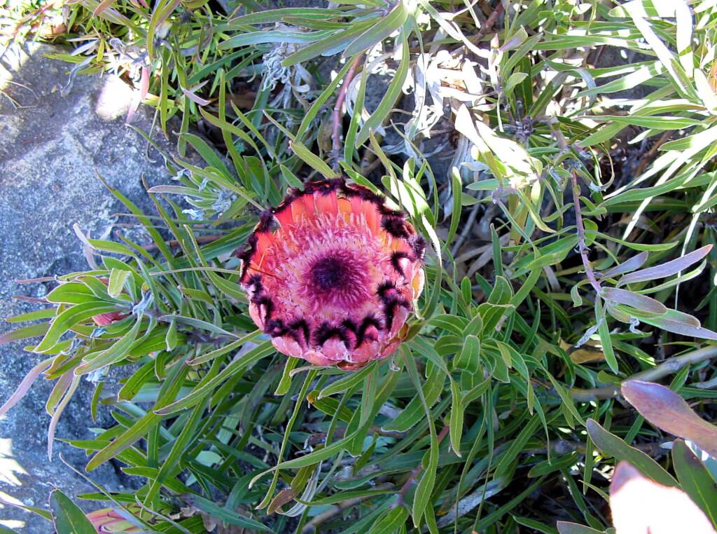 Protea neriifolia, Blue Mountains Botanic Garden NSW
