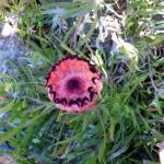 Protea neriifolia, Blue Mountains Botanic Garden NSW