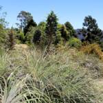 Blue Puya (Puya alpestris subsp zoellneri), Blue Mountains Botanic Garden NSW
