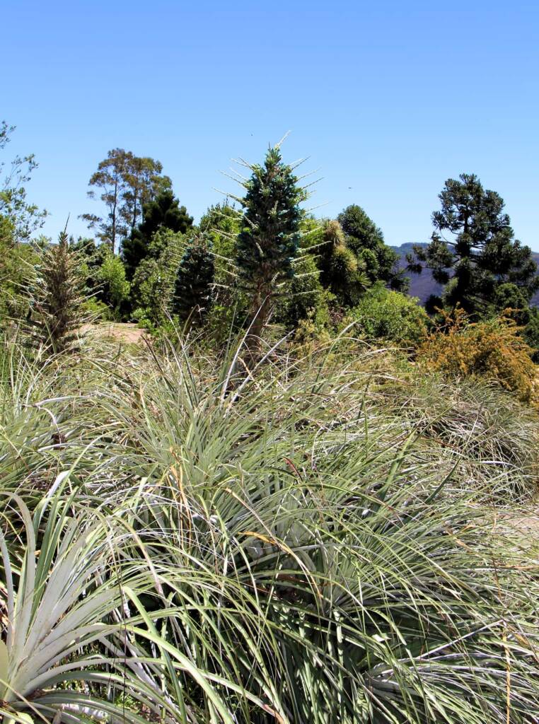 Blue Puya (Puya alpestris subsp zoellneri), Blue Mountains Botanic Garden NSW