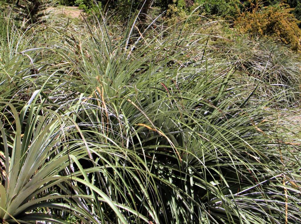 Blue Puya (Puya alpestris subsp zoellneri), Blue Mountains Botanic Garden NSW