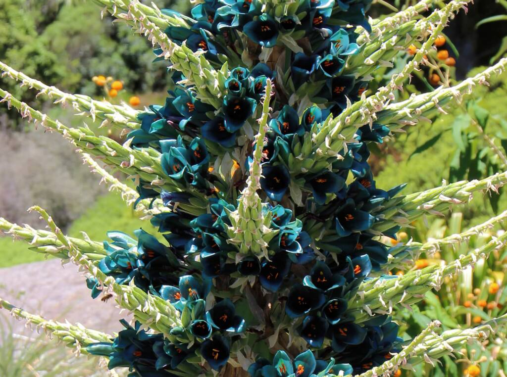 Blue Puya (Puya alpestris subsp zoellneri), Blue Mountains Botanic Garden NSW