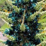 Blue Puya (Puya alpestris subsp zoellneri), Blue Mountains Botanic Garden NSW