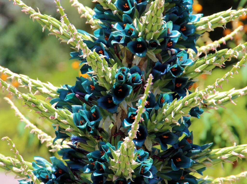 Blue Puya (Puya alpestris subsp zoellneri), Blue Mountains Botanic Garden NSW