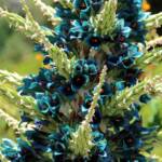 Blue Puya (Puya alpestris subsp zoellneri), Blue Mountains Botanic Garden NSW