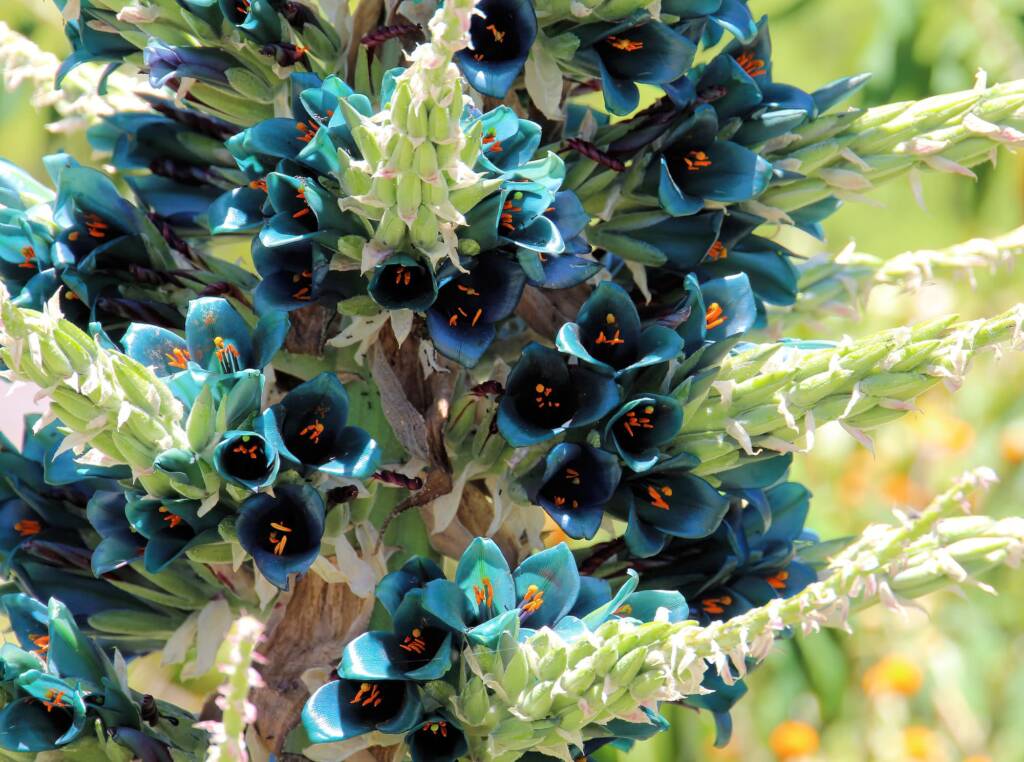 Blue Puya (Puya alpestris subsp zoellneri), Blue Mountains Botanic Garden NSW